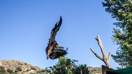 Vulture landing on a tree