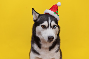 Funny dog husky in Santa Claus hat. Merry Christmas and Happy New Year,