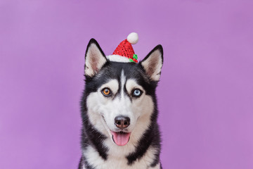 Cheerful dog husky in New year hat. Merry Christmas and Happy New Year,