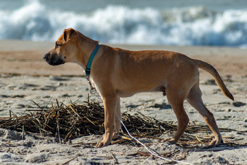 Puppy on the Beach