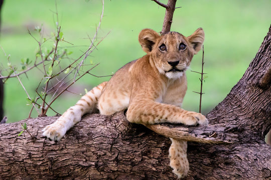 Cute adorable lion cub on a branch