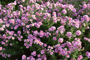 Fototapeta premium Aster rose en automne
