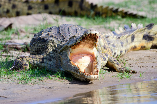 Nile crocodile gaping  with its mouth wide open