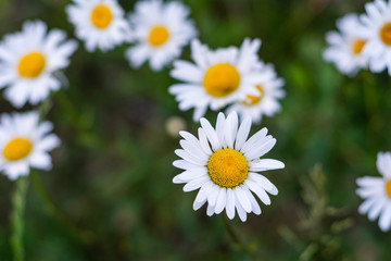 Obraz premium Margareta blossom