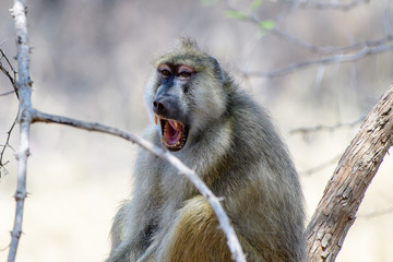 Close up of a Baboon yawning