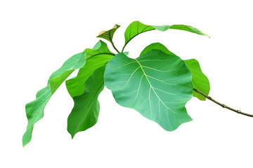 Big Green Leaves of Teak Tree Isolated on White Background