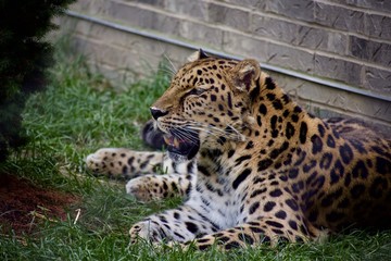AMUR LEOPARD or PANTHERA PARDUS ORIENTALIS laying against a brick wall in the grass on a sunny day. Spotted cat resting and breathing heavily. Full body profile and portrait