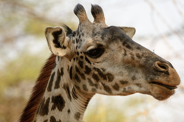 Head shot of a giraffe