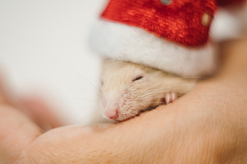 Little cute rat or mouse introvert, Christmas concept 2020 year, gold rat with Santa Claus hat with copy space