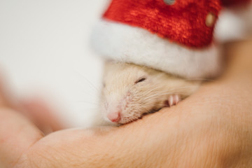 Little cute rat or mouse introvert, Christmas concept 2020 year, gold rat with Santa Claus hat with...
