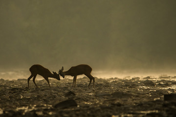 Roe deer buck (Capreolus capreolus) in the water. Bieszczady Mountains. Poland