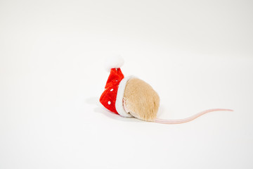 Little cute rat or mouse introvert, Christmas concept 2020 year, gold rat with Santa Claus hat with...