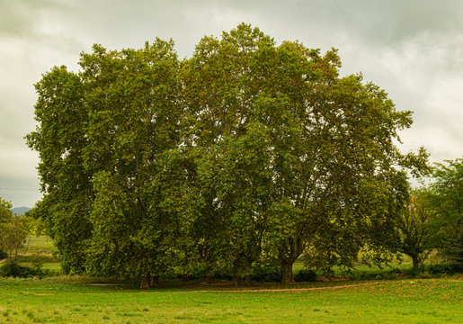  set of trees with the branches together
