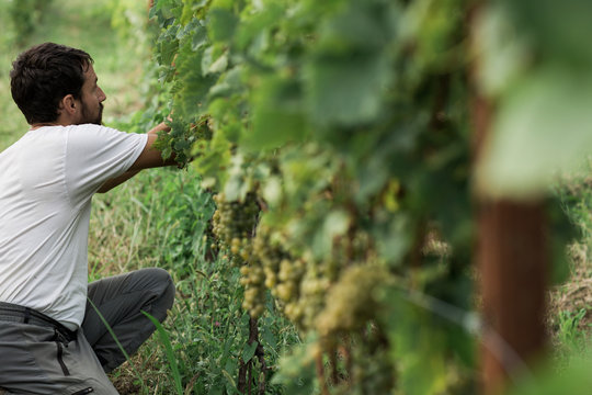 Farmer taking care of vine