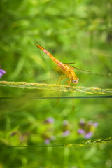 Vertical image of yellow dragonfly on ear of grass