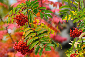 Red-yellow leaves of mountain ash. Rowan brushes. Concept - autumn in the garden