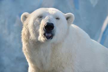 polar bear