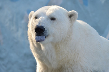 Obraz na płótnie Canvas polar bear on blue background