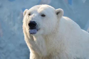 Fotobehang polar bear on blue background © elizalebedewa