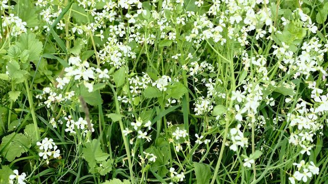 A white butterfly sits on a white flower and feeds on nectar with the help of a proboscis. flower sways in the wind. butterfly flies away