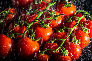 tomatoes under rainwater