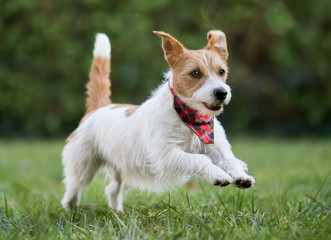 Small happy smiling pet dog puppy jumping in the grass