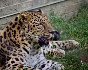 Fototapeta na wymiar AMUR LEOPARD or PANTHERA PARDUS ORIENTALIS laying against a brick wall in the grass on a sunny day. Spotted cat resting and breathing heavily. Full body profile and portrait