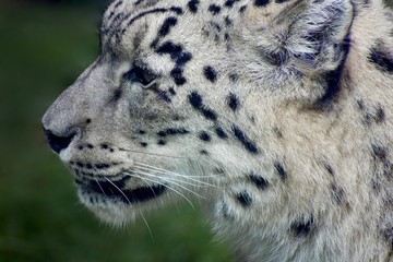 SNOW LEOPARD or PANTHERA UNCIA Isolated single animal profile and portrait. Spots visible. Face and body shots. Sleeping large cat close up