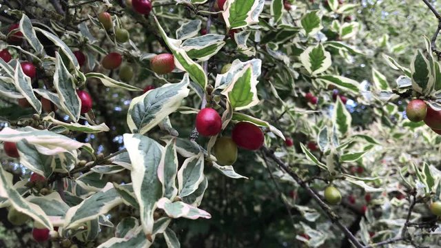 young holly berries