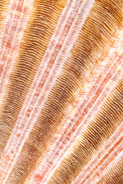 Marine Bivalve Mollusk Shell Closeup
