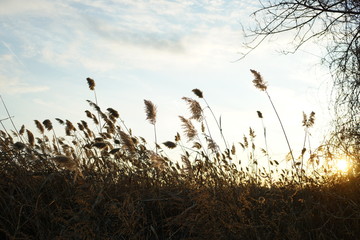 Warm sunlight peaking through tall grass