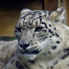 SNOW LEOPARD or PANTHERA UNCIA Isolated single animal profile and portrait. Spots visible. Face and body shots. Sleeping large cat