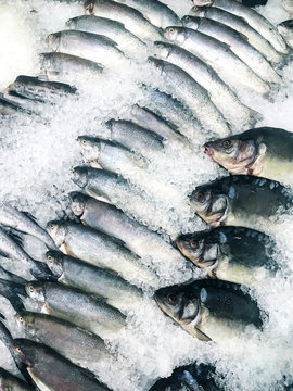 Fresh fish in supermarket