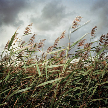 Reeds in the wind