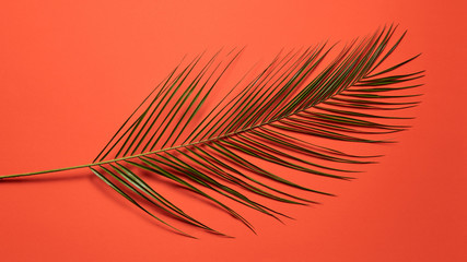 Tropical palm leaf presented on a red background with copy space