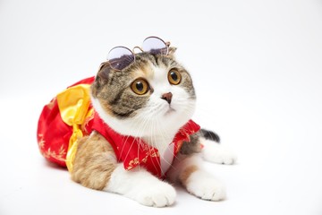 Animal cat in white background