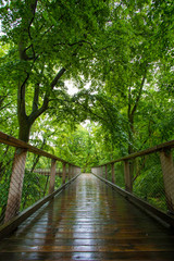 Die Holzbrücke vom Baumwipfelpfad in Prora