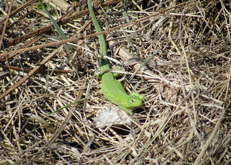 Green lizard on grass at forest of Siberia. Baby Chinese water dragon lizard. Wildlife and nature. Reptile and outdoors.