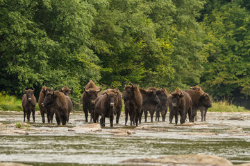 European bison (Bison bonasus) in the river. Bieszczady Mountains. Poland