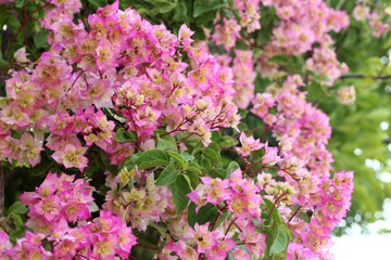 Bougainvillea with multicolored flowers, selective fokus.