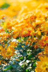 orange autumn chrysanthemums in the garden bloom