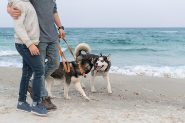 Dad and son playing with husky dogs on the beach. Father and son walking with husky dogs on leash on the beach