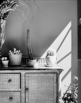 Beautiful Cacti Shot on Black and White Film