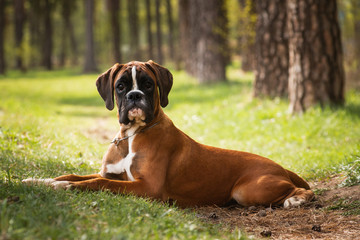 Puppy dog breed German boxer lies