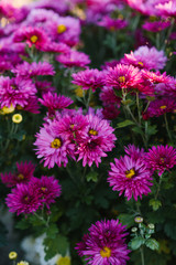 purple autumn chrysanthemums in the garden bloom, top view