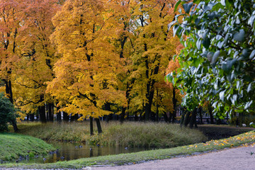 Bright colors of autumn, colorful and bright trees stand on an small island in the middle of the pond, beautiful view