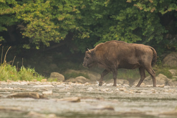 Naklejka na ściany i meble European bison (Bison bonasus) in the river. Bieszczady Mountains. Poland