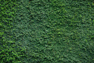 Wall covered by climbing plant textured background