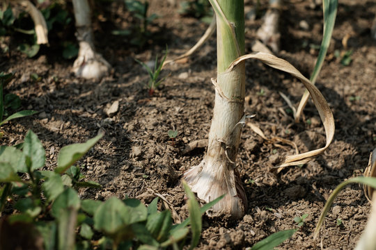 Garlic farm