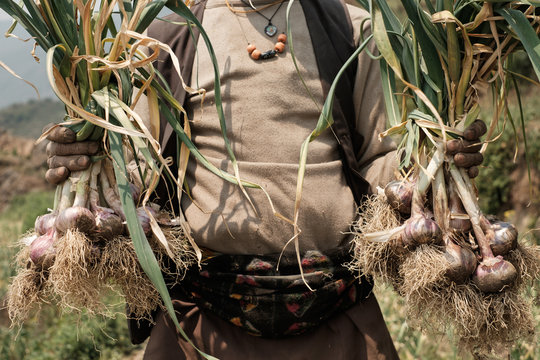 Garlic farm